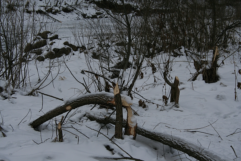Bieszczady 12.2007 018